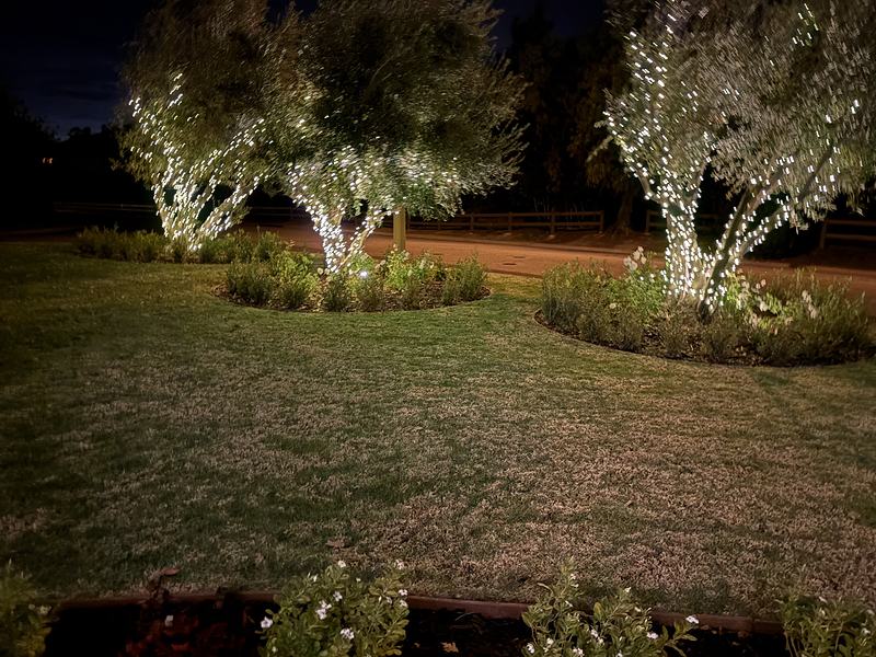 Olive trees with trunks and branches wrapped in warm white mini lights