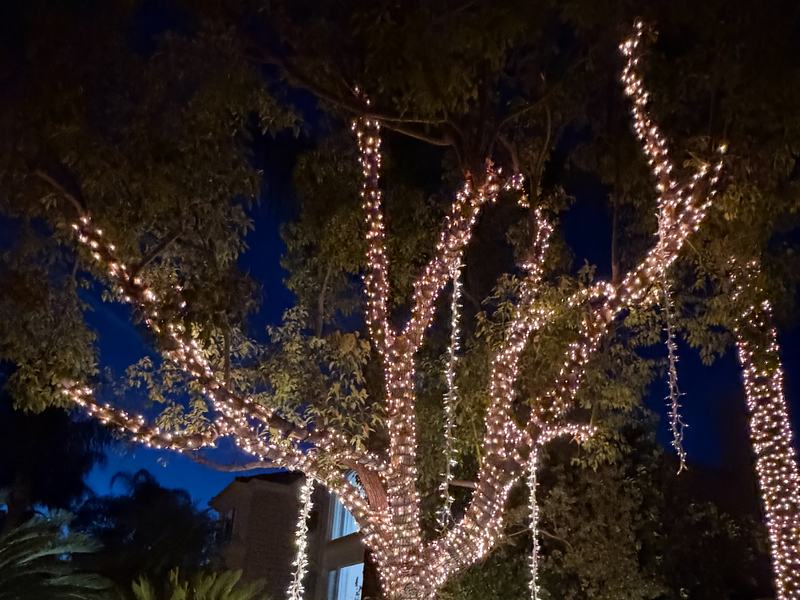 Tree with the trunk and main branches wrapped in warm white mini lights